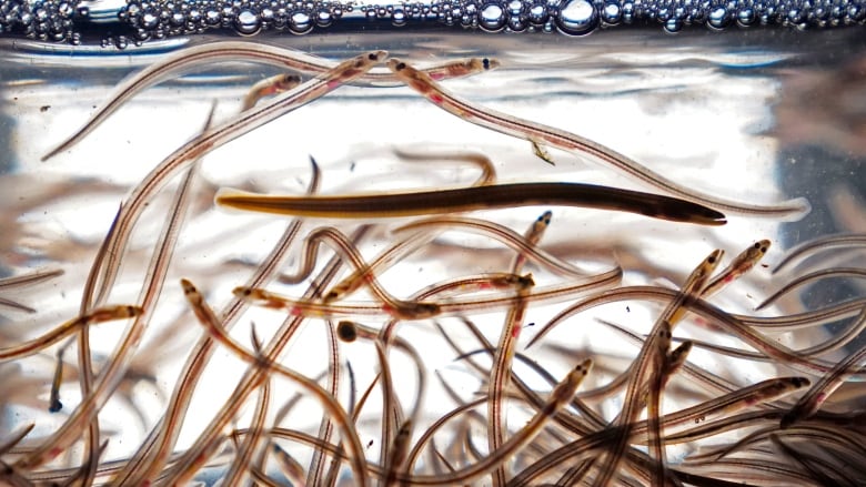 Tiny eels swim in a tank.