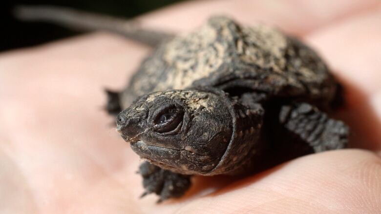 A small snapping turtle is photographed in a man's hand.