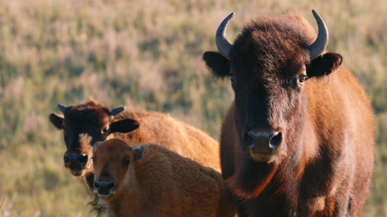 A still from Singing Back The Buffalo.