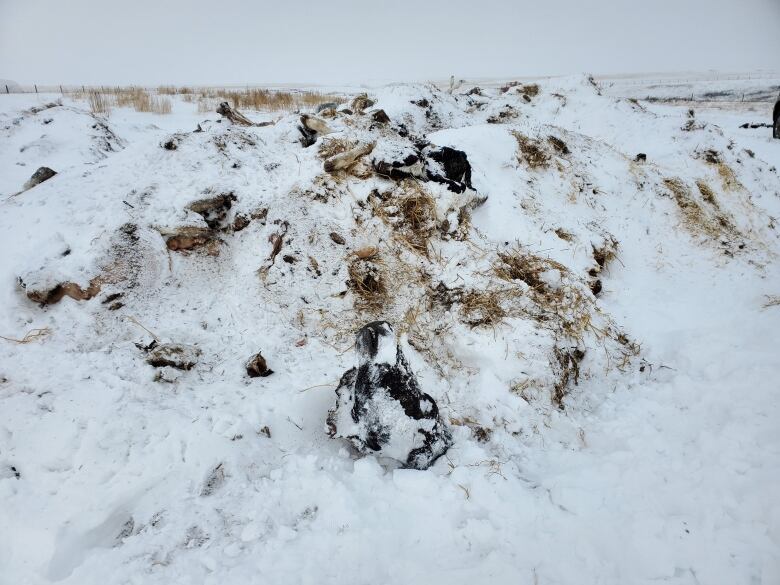 A mound of dirty snow in which parts of animals are visible.  