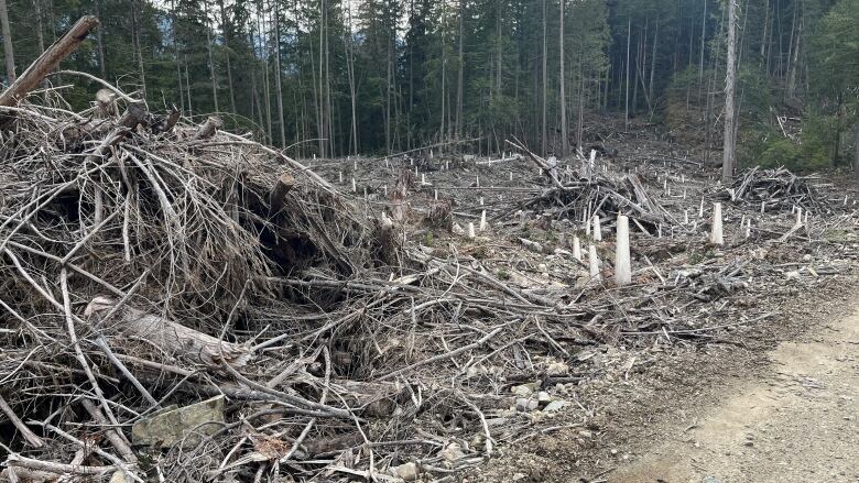 big pile of logging debris in clear cut beside a dirt road