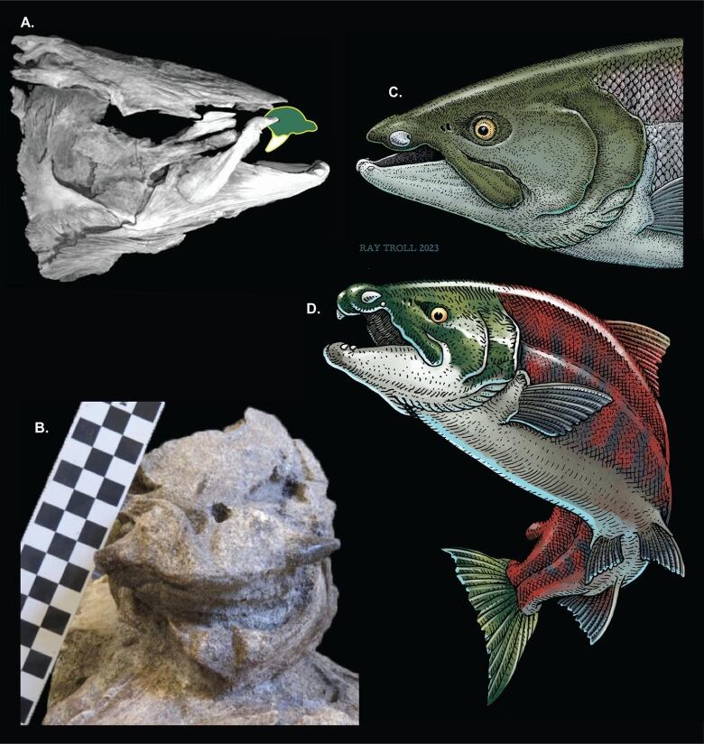 Four images of a salmon head, some drawings, one fossil and a 3D model