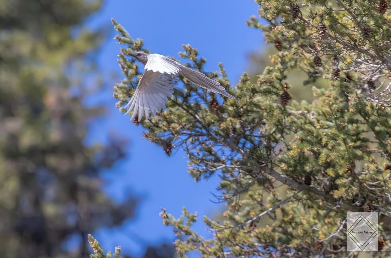 A bird flies away from a tree. Its feathers are nearly all white. 