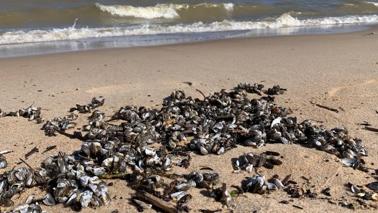 Small shells called zebra mussels are seen on a beach with waves crashing on the shore in the background.