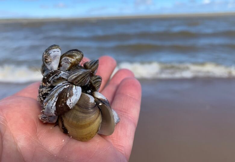 A cluster of zebra mussels are in an outstretched hand on a beach with a lake in the background.