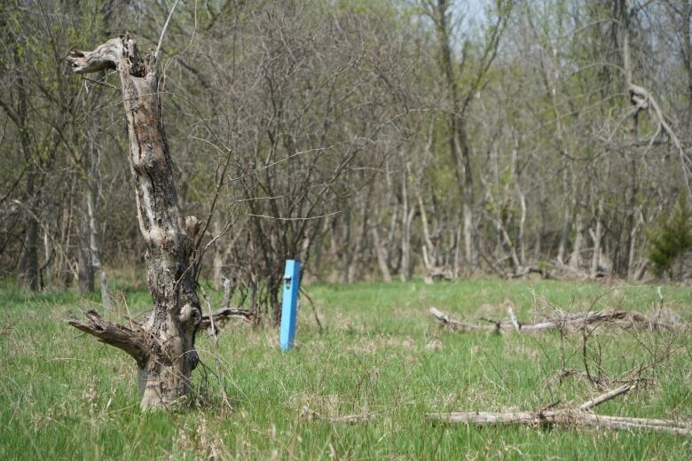 old apple orchard