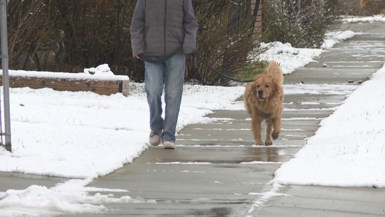 a man walks his dog on a sidewalk. there is snow on and beside the sidewalk.