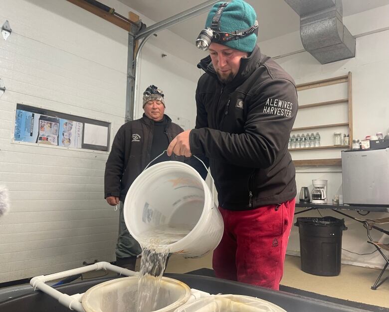 Man wearing a headlamp dumps a bucket of elvers into a net.