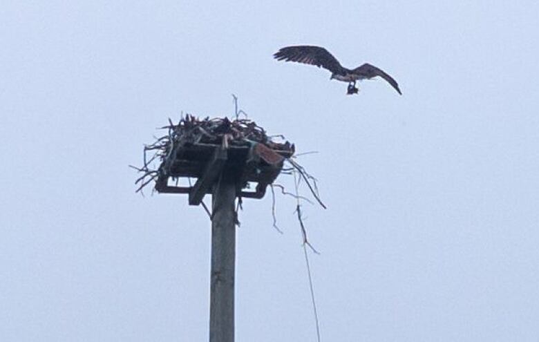 Osprey landing on nest 