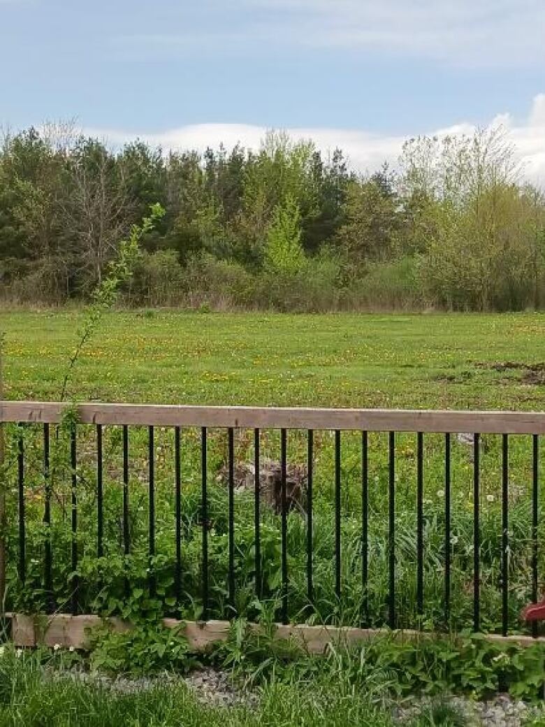 A view from Ian McGuire's south Windsor backyard overlooking land where a townhouse development is proposed.