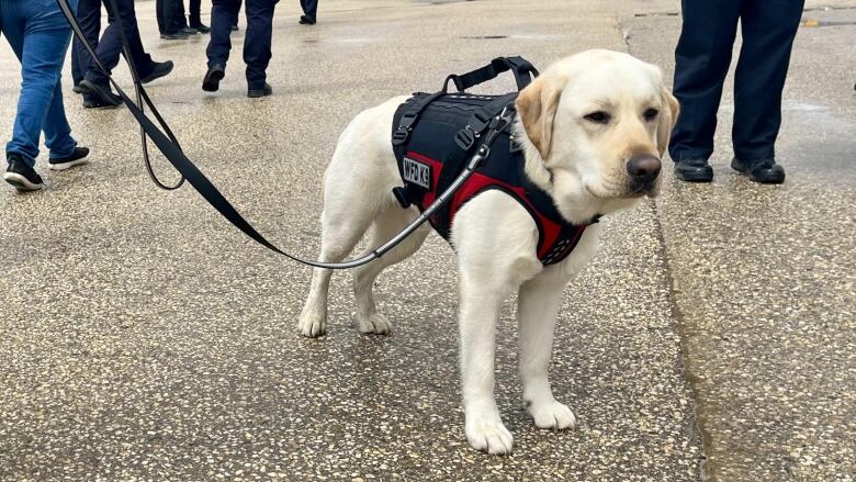 A golden lab dog is seen standing with a leash