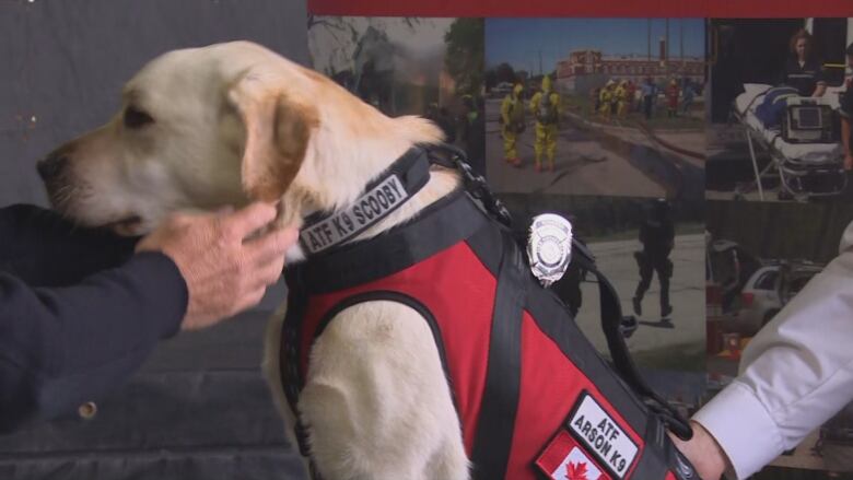 A yellow dog wears a vest and a badge