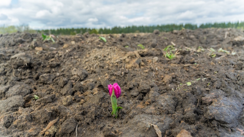 A pink tulip blossoming in a dug up field. 