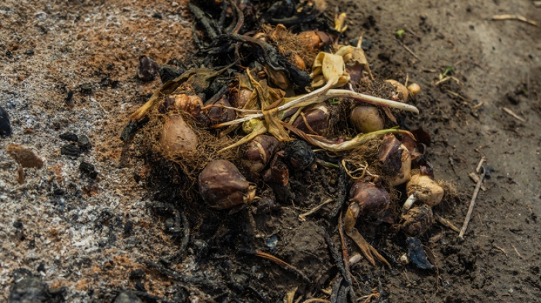 Tulip bulbs infected by tulip fire. The bulbs are withered and appear scorched. 