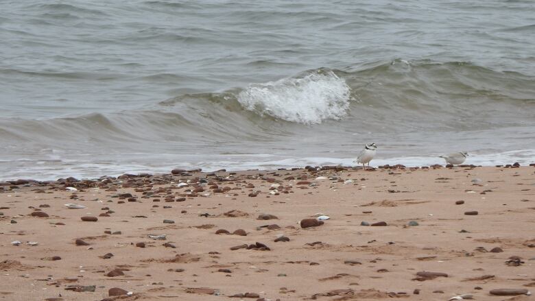 Two tiny birds on a beach with a wave rolling in the background 