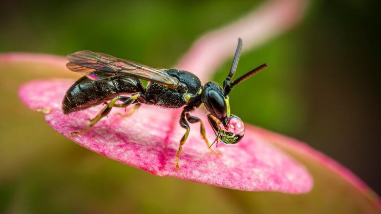 A predominantly black bee holds a bubble of water in its mouth. It is sitting on a pink flower petal.