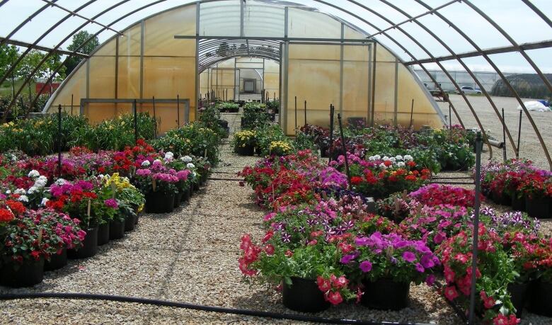 A photo of a greenhouse taken from the inside. Many colourful flowering plants are sitting on either side of a central walking path.