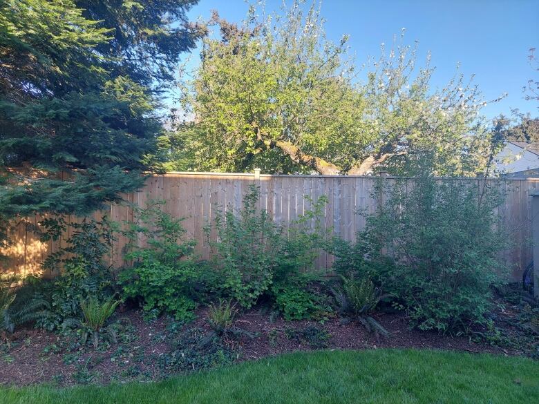 A garden with ferns and small shrubs in the foreground, and trees behind a board fence in the background