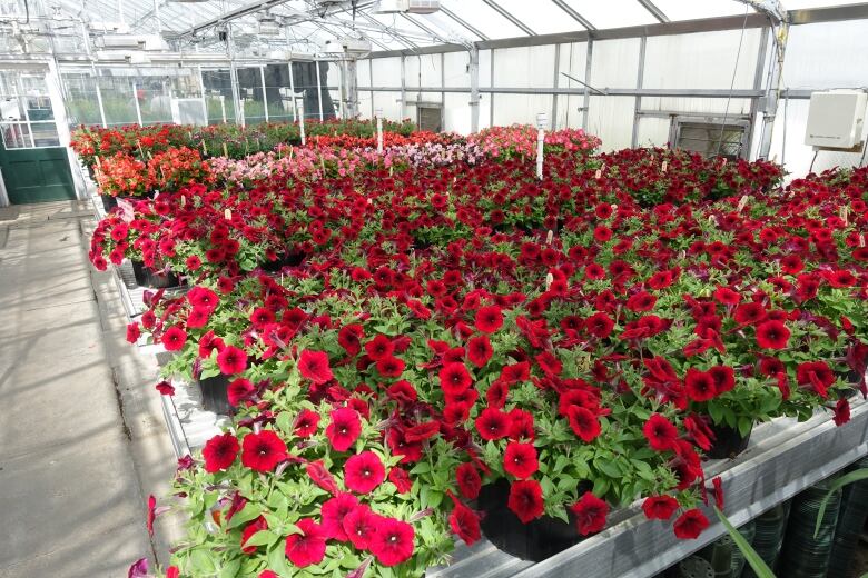 Rows of annual flowers are being grown in racks inside of a greenhouse. 