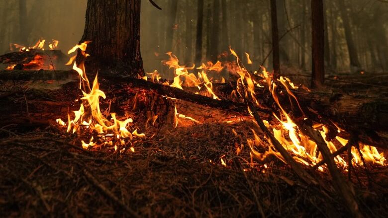 An image of flames on a forest floor. The image is of a hot spot from the Lower East Adams Lake wildfire in Scotch Creek, B.C. in 2023.