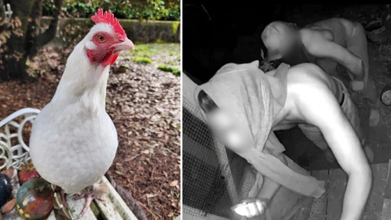 white chicken on the left, two males creeping into a chicken coop on the right