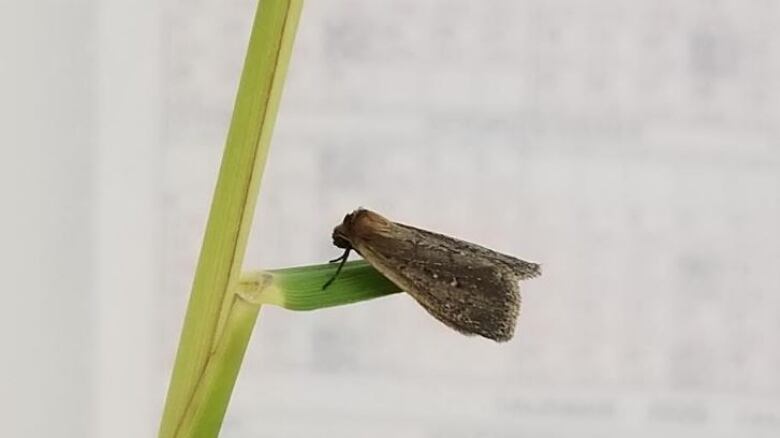 The Archanara neurica moth.