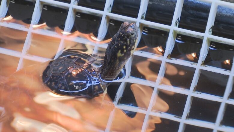 Baby turtle with a grid in the background