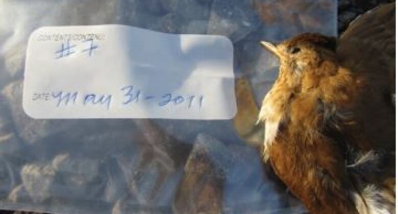 A dead bird rests on a plastic bag 