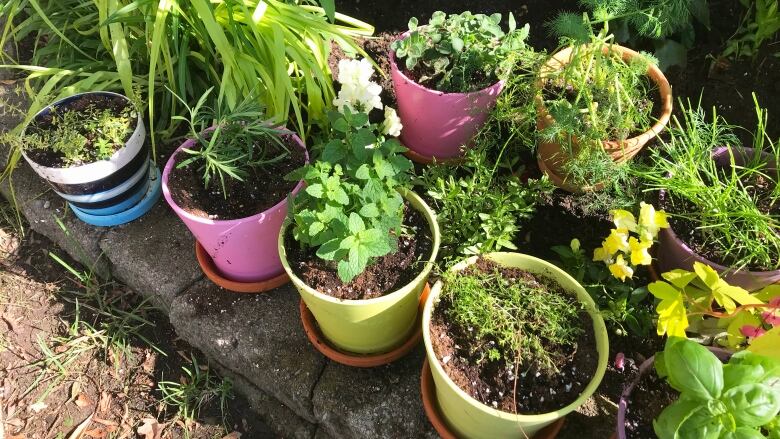 A variety of herbs in pots