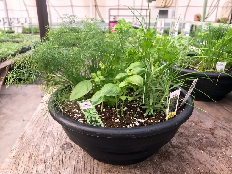 A pre-planted mixed herb container.