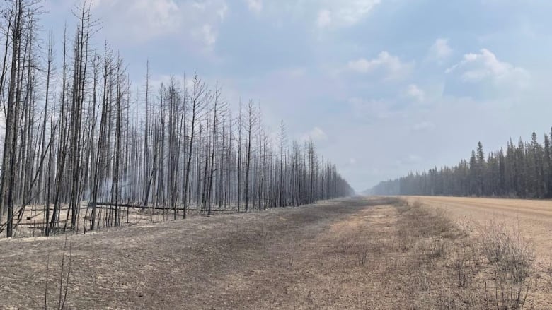 A dirt highway with burnt trees on the side