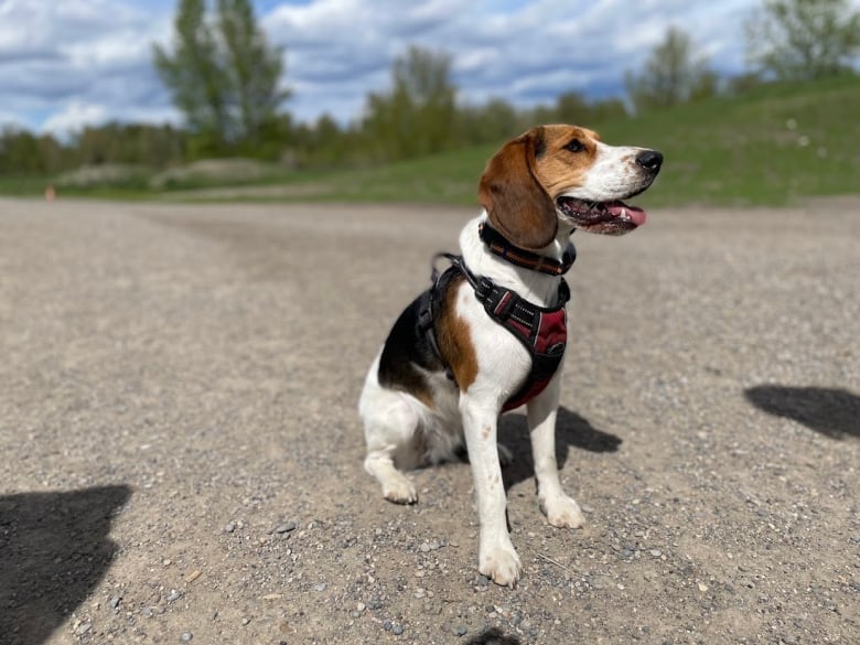 A medium sized beagle with black and red harness sits on a gravel path in a Calgary dog park. 