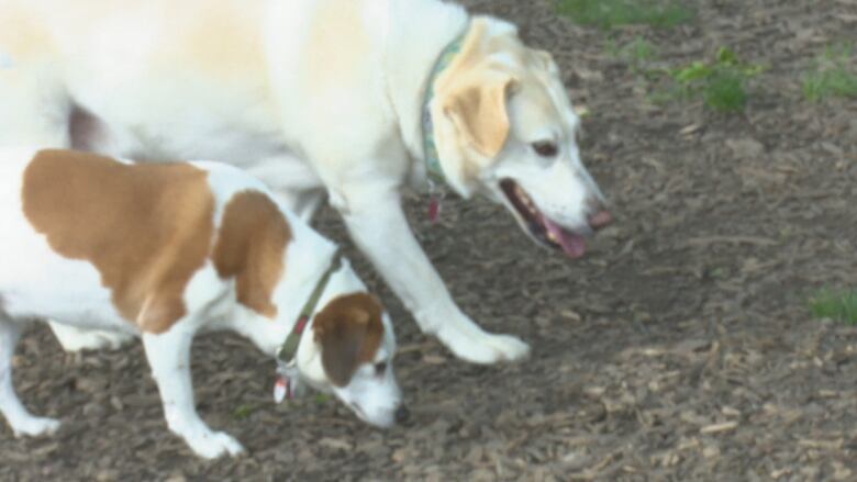 Two dogs walk and sniff the ground.