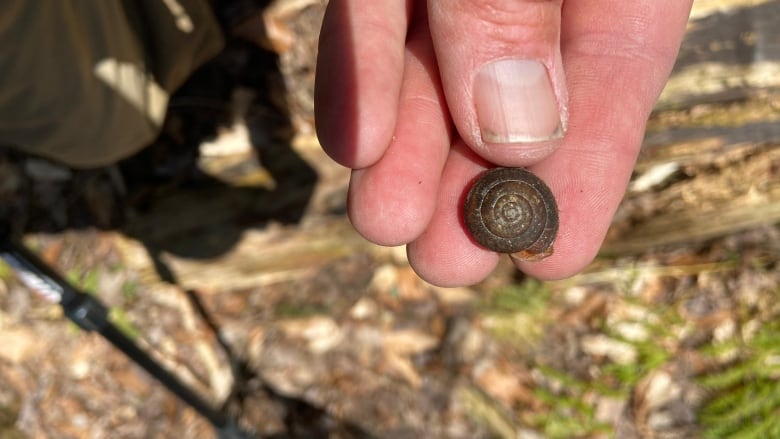 This live shagreen snail was found by Scott Gillingwater in Snake Woods Nature Preserve in April of 2023.