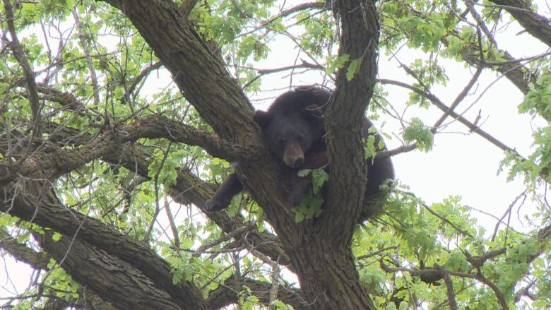 A black bear is pictured in a tree.