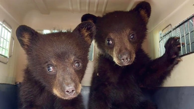 Two baby bears looking super cute.