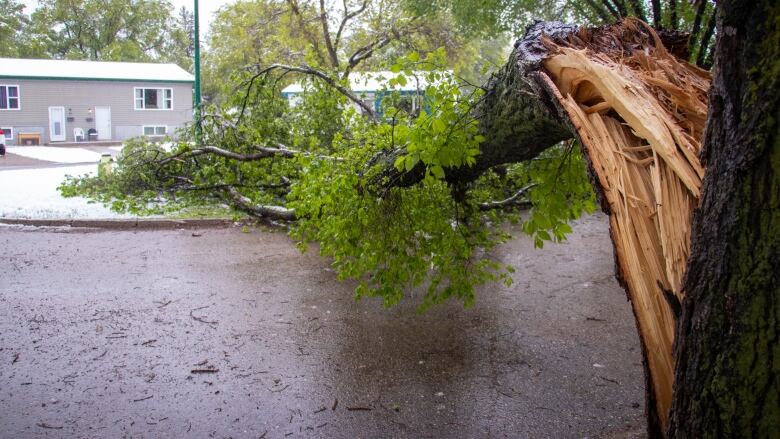 A big tree lies broken across a road.