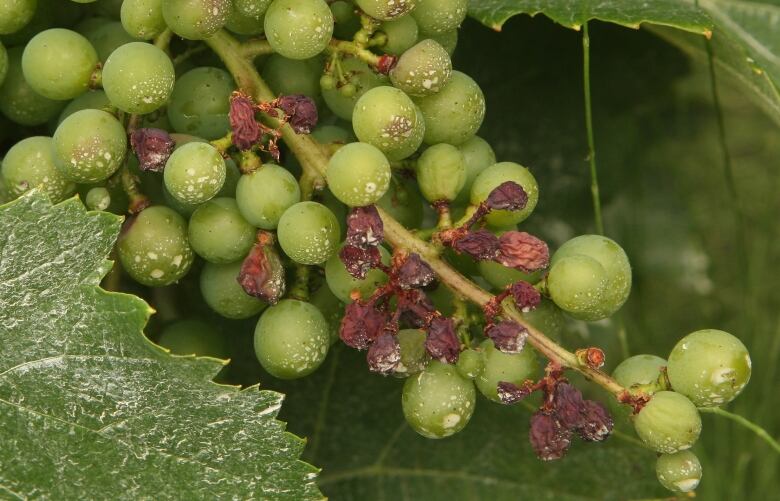 Stunted grapes hang on a stalk at a vineyard in the wine-heavy region of the Tarn July 16, 2007 near Gaillac, France.