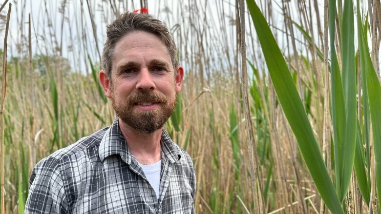 A person in a plaid shirt stands amidst a swath of reeds. 