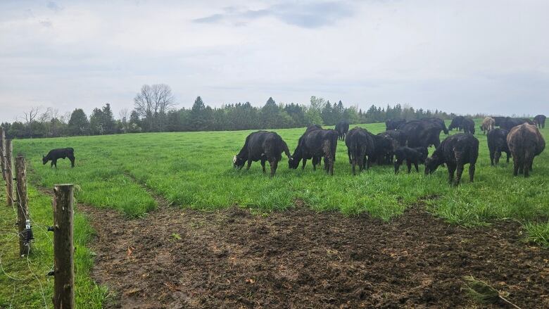  A herd of cattle are seen in a  field on a farm in Cookshire-Eaton, Que., in a Tuesday, May 14, 2024, handout photo. 