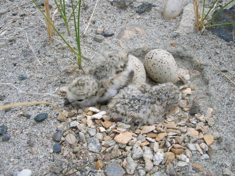 Piping plover chicks hatching.