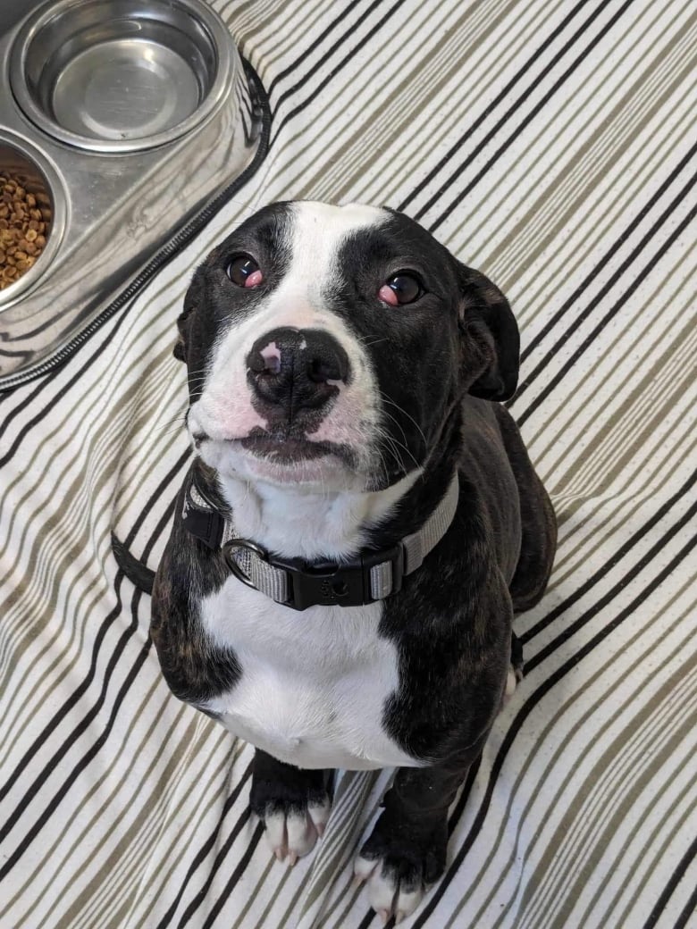 A black and white dog stares into the camera