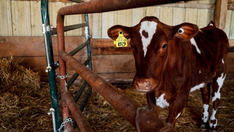 A cow stands alone in an isolation pen at a farm in Rockford, Illinois, U.S., April 9, 2024, as a precaution for the avian flu outbreak.