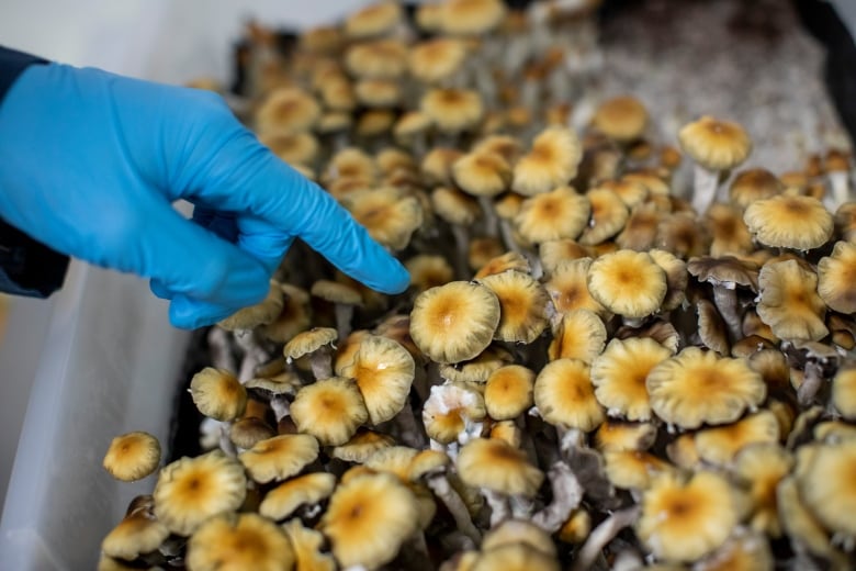 John Hume, research scientist, inspects a magic mushroom at pharmaceutical company Filament Health in Burnaby, British Columbia on Monday, December 4, 2023. 