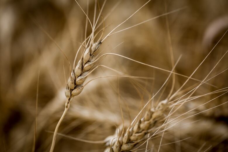 A wheat crop is pictured.