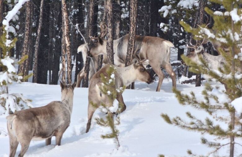 A group of caribou frolic in a snowy forest.