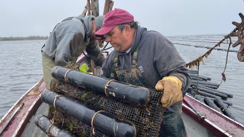 A man holds a wire mesh box full of oysters, on a boat. 