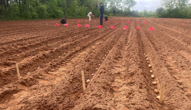 Rows of potatoes planted by hand with the planting crew far off in the distance