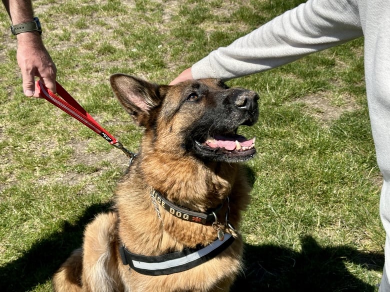 The photo shows a German shepherd with a service dog vest. Two human forearms are in the photoone is petting the dog's head, and the other is holding his lead. 