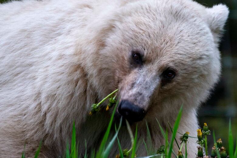 A white grizzly bear nibbles on dandelions.